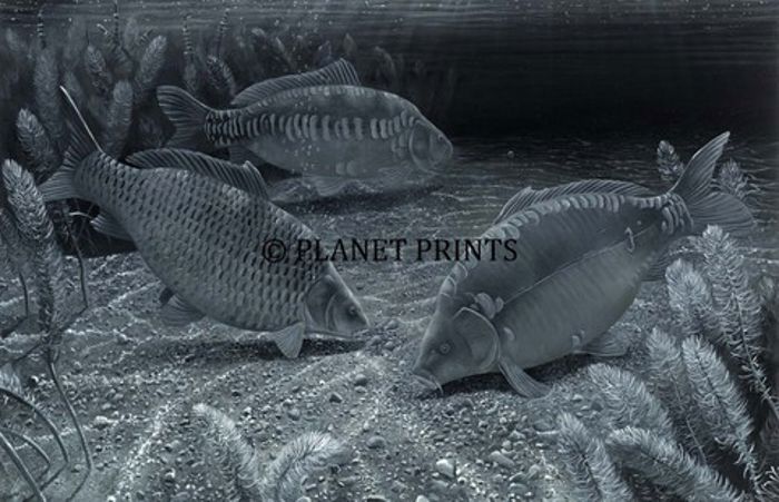 Planet Prints Carp Art - Moonlight