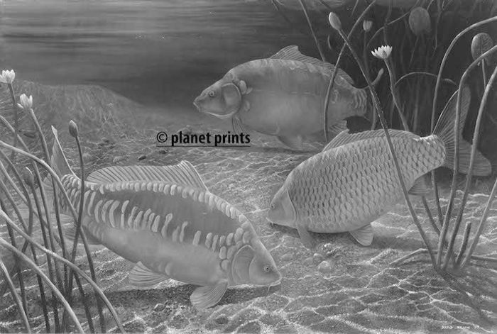 Planet Prints Carp Art - Twilight