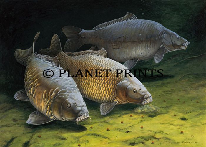 Planet Prints Carp Art - Three Cautious Carp