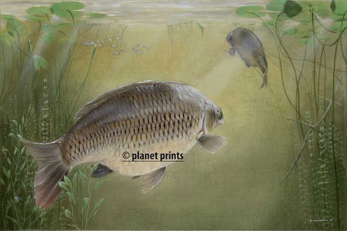 Planet Prints Carp Art - Summer Crusing