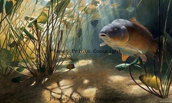 Planet Prints Carp Art - Mystical Common