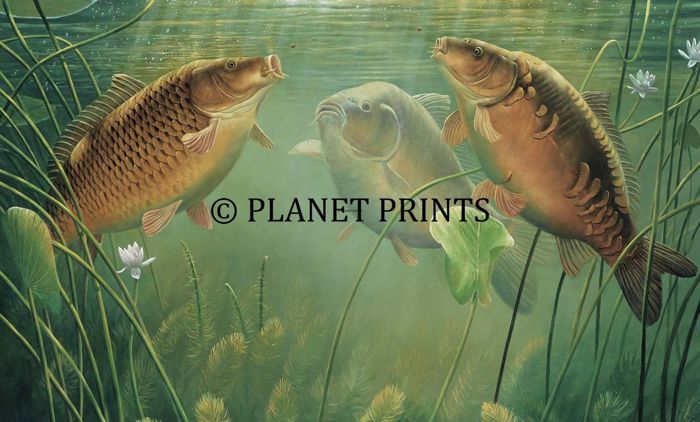 Planet Prints Carp Art - Three Kings