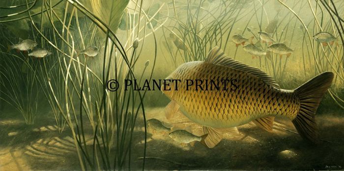 Planet Prints Carp Art - Leviathan