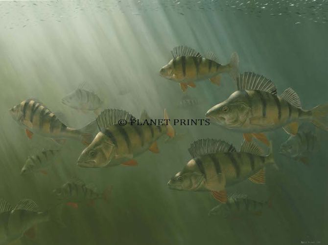 Planet Prints Fishing Art - Perch Shoal