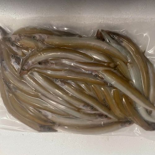 Devon Baits Frozen Sand Eels Medium BULK 