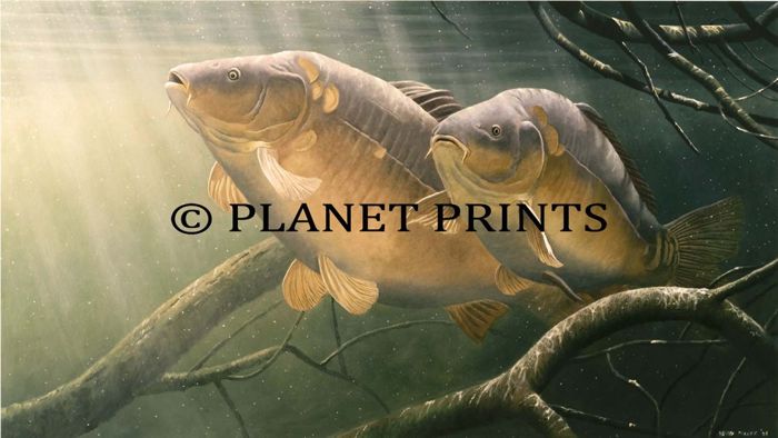 Planet Prints Carp Art - Two Mirrors