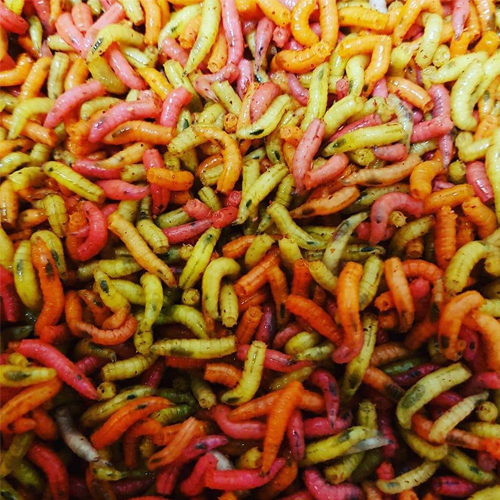 Fresh Maggots (Collection Only)