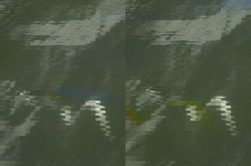 Savage Real Eels 20cm