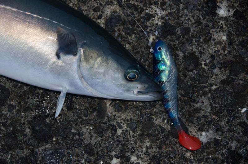 Shakespeare Hellfire Shads 14cm