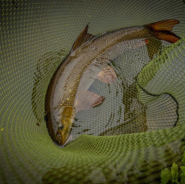 Korum Latex Barbel Spoon Nets