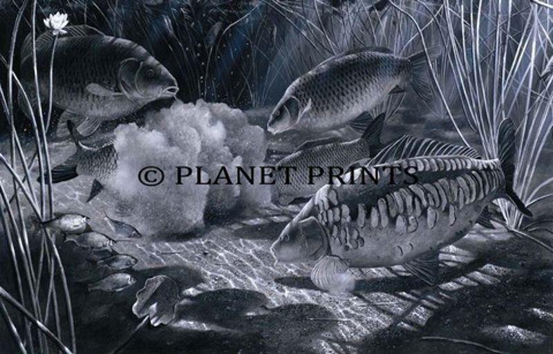 Planet Prints Carp Art - Midnight Feast