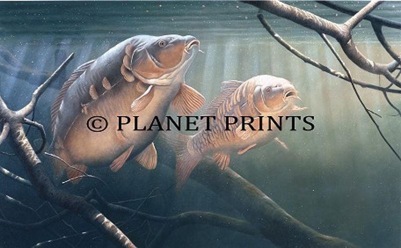 Planet Prints Carp Art - In The Snags