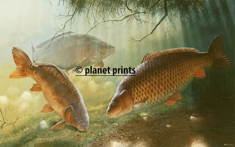 Planet Prints Carp Art - Out Of The Shadows