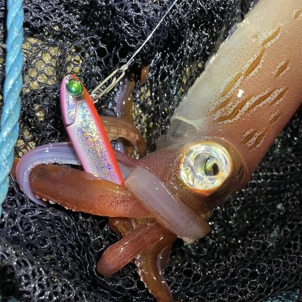 Fiiish Power Tail Squid Lures