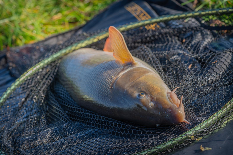 Guru Duel 600 Specimen Net