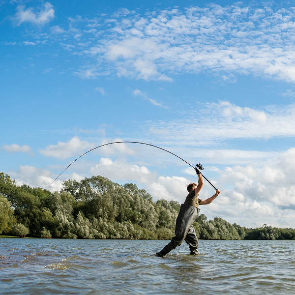 Avid Carp Amplify Rods