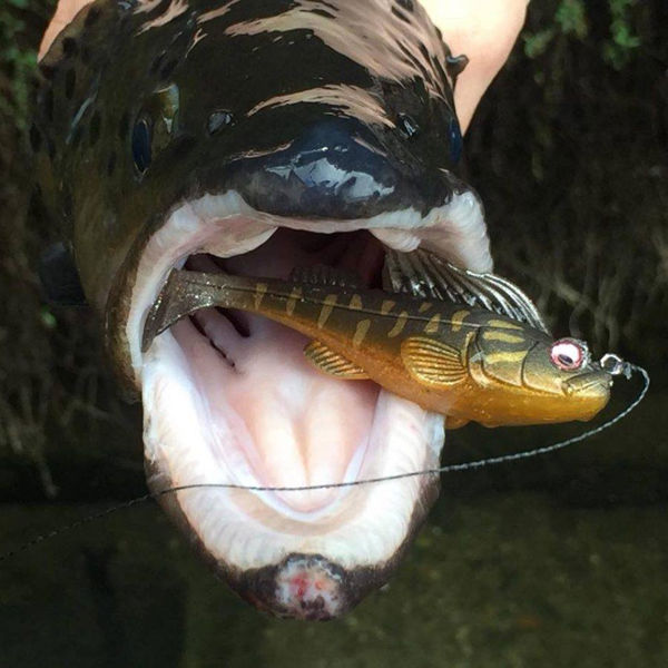 Megabass Dark Sleeper 3inch