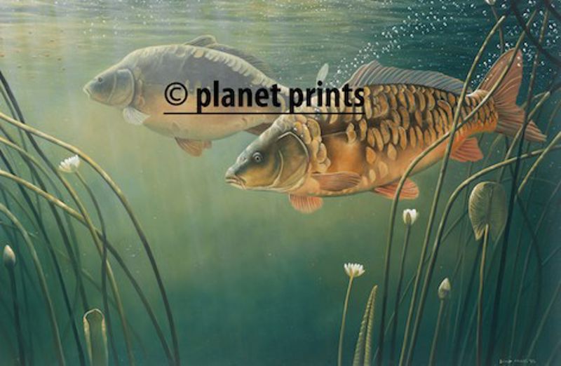 Planet Prints Carp Art - Mirror Mirror